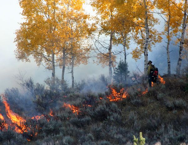Burning understory. Photo by Clint Gilchrist, Pinedale Online.