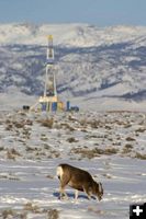 Winter Range and Gas Wells. Photo by Mark Goche, Wyoming Game & Fish.