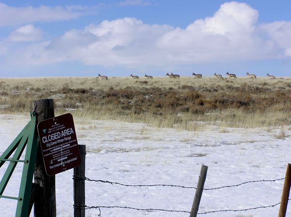 Mesa Antelope. Photo by Dawn Ballou, Pinedale Online.