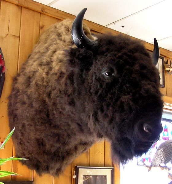 Bison Head. Photo by Dawn Ballou, Pinedale Online!.