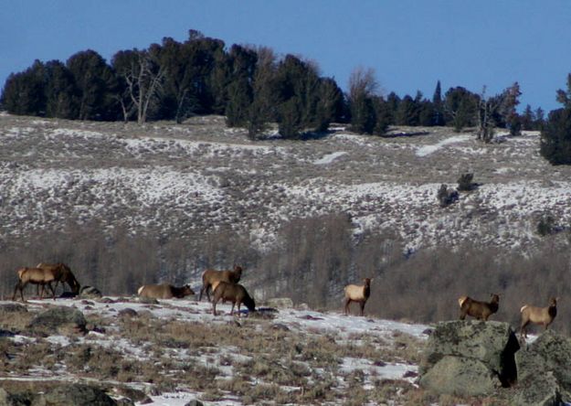 Elk. Photo by Pam McCulloch.