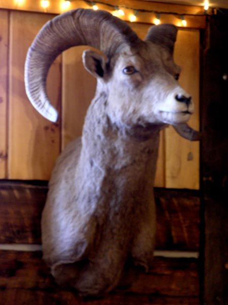 Rams Head. Photo by Dawn Ballou, Pinedale Online!.