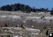 Elk. Photo by Pam McCulloch.