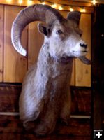 Rams Head. Photo by Dawn Ballou, Pinedale Online!.