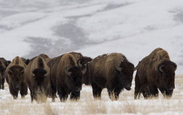 Jackson Bison Herd. Photo by Mark Gocke, WGFD.