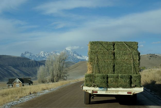 Going to hay barn. Photo by Cat Urbigkit.