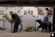 Retrieving Arrows. Photo by Dawn Ballou, Pinedale Online.