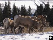 Bighorn Sheep. Photo by Mike & Jennifer Gilmore.