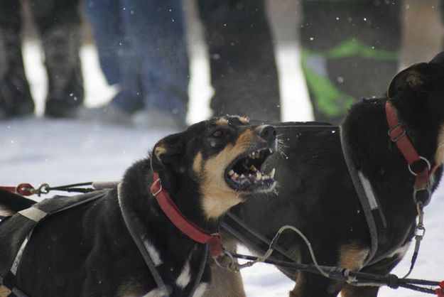 Excited dogs. Photo by Cat Urbigkit, Pinedale Online.