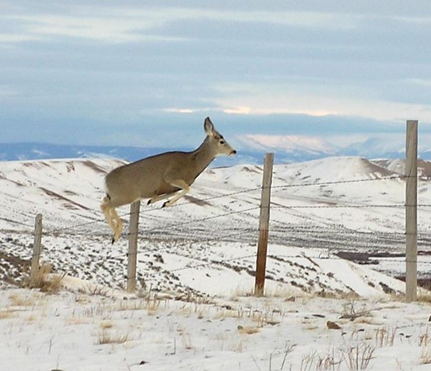 Over the fence. Photo by Dawn Ballou, Pinedale Online.