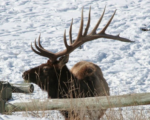 Bull Elk. Photo by Lynn Wittlieff .
