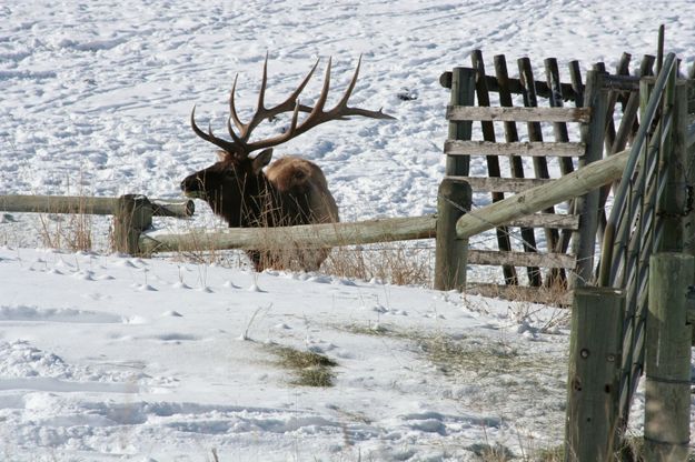 Bull Elk by road. Photo by Lynn Wittlieff .
