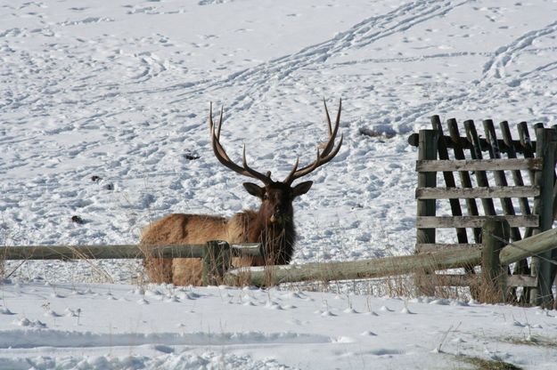 Magestic bull elk. Photo by Lynn Wittlieff .
