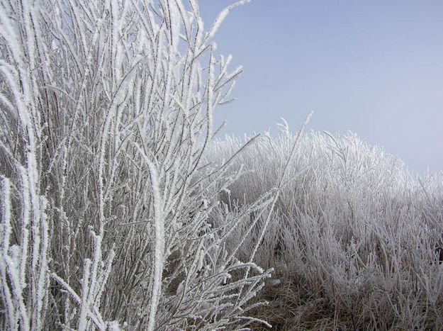 Frosty Willows. Photo by Dawn Ballou, Pinedale Online.
