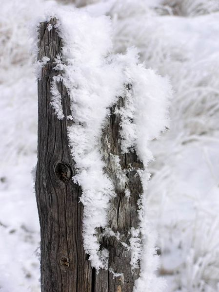 Frosty fence. Photo by Dawn Ballou, Pinedale Online.