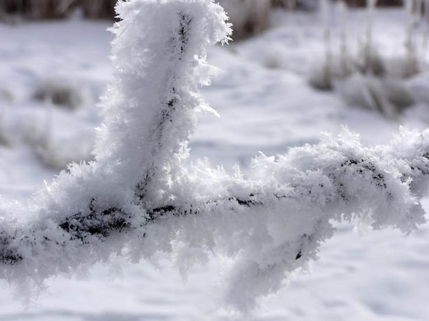 Hoar frost on barb wire fence. Photo by Dawn Ballou, Pinedale Online.