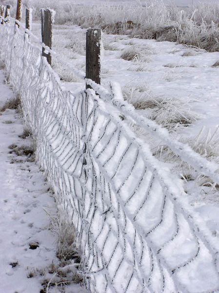 Frosty fence. Photo by Dawn Ballou, Pinedale Online.