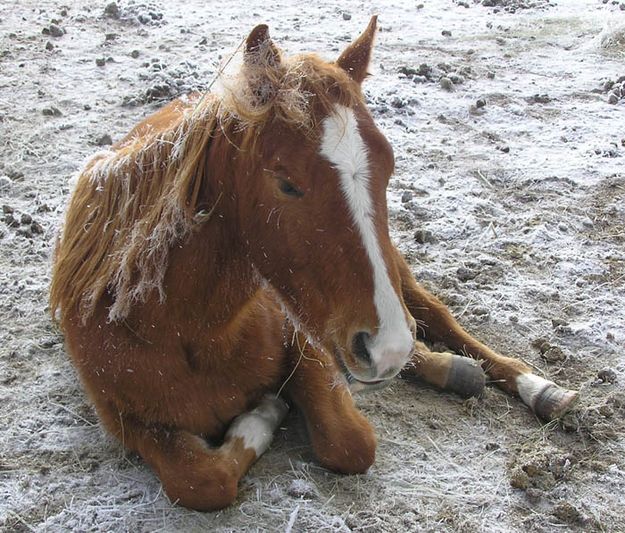 Frosty colt. Photo by Dawn Ballou, Pinedale Online.