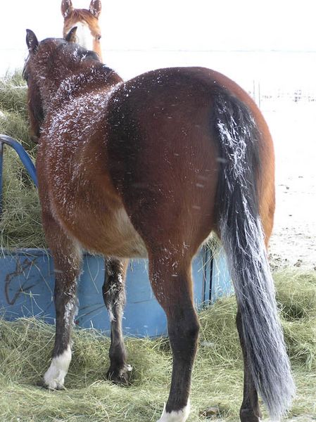 Frosty horse tails. Photo by Dawn Ballou, Pinedale Online.