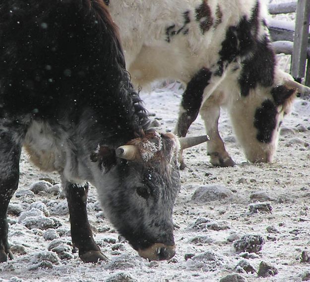 Frosty Steers. Photo by Dawn Ballou, Pinedale Online.