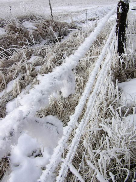 Frost on wire fence. Photo by Dawn Ballou, Pinedale Online.