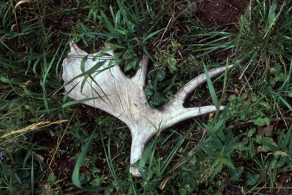 Moose antler. Photo by National Park Service.