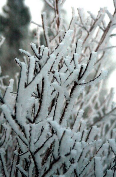 Hoar Frost. Photo by Pam McCulloch, Pinedale Online.