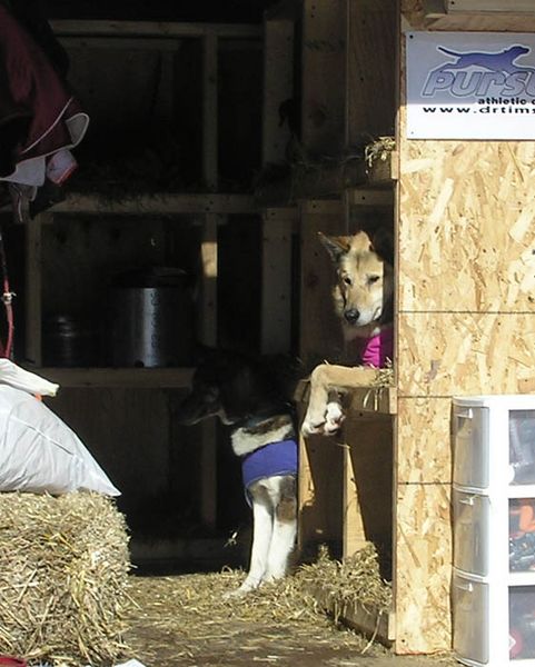 Relaxing dogs. Photo by Dawn Ballou, Pinedale Online.