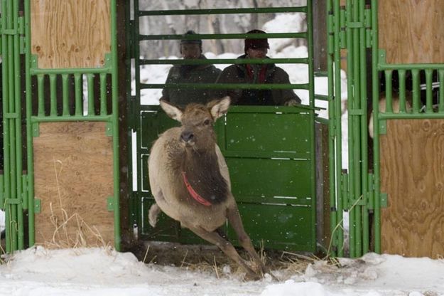 Released Elk. Photo by Mark Gocke - WGFD.