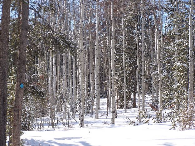 Aspens in Snow. Photo by Scott Almdale.