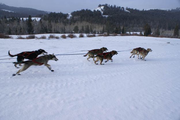 On their way. Photo by Cat Urbigkit, Pinedale Online.