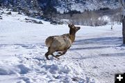 Released. Photo by Cat Urbigkit, Pinedale Online.