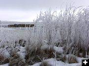 Tall Plants. Photo by Dawn Ballou, Pinedale Online.