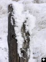 Frosty fence. Photo by Dawn Ballou, Pinedale Online.