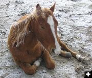 Frosty colt. Photo by Dawn Ballou, Pinedale Online.