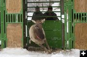 Released Elk. Photo by Mark Gocke - WGFD.