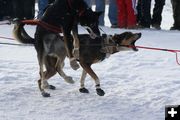 Excited dogs. Photo by Cat Urbigkit, Pinedale Online.