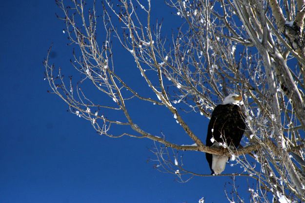 Bald Eagle. Photo by Pam McCulloch, Pinedale Online.