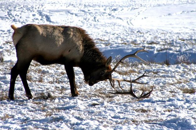 Dropped antler. Photo by Pam McCulloch, Pinedale Online.