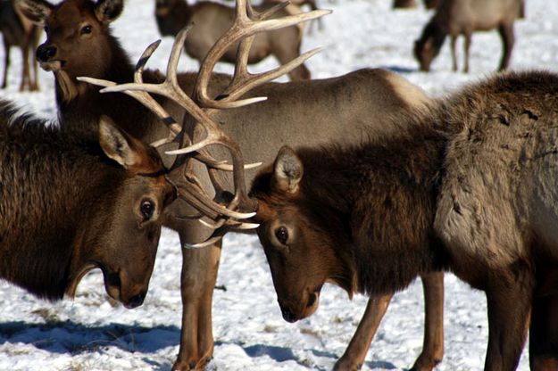 Bull Elk Sparring. Photo by Pam McCulloch, Pinedale Online.