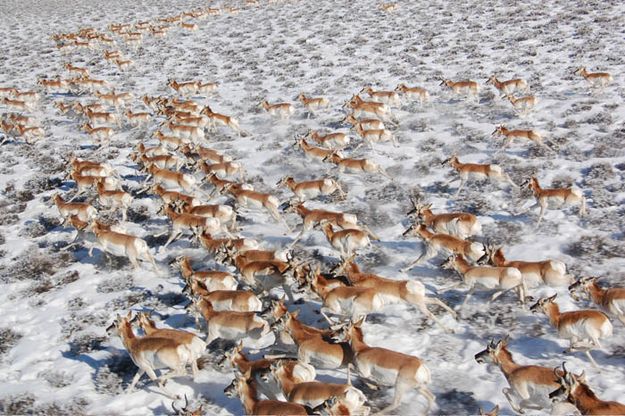 Pronghorn herd. Photo by Wildlife Conservation Society..