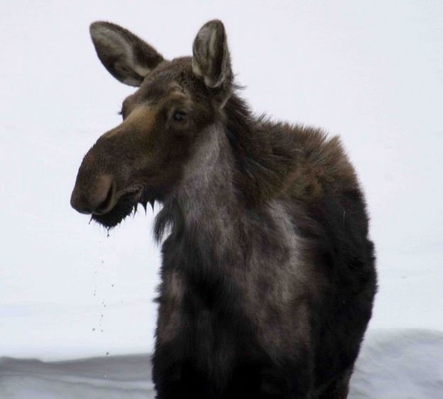 Moose. Photo by Dave Bell.