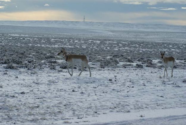 Collared Pronghorn. Photo by Cat Urbigkit, Pinedale Online.