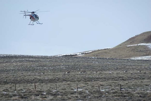 Helicopter herding pronghorn. Photo by Cat Urbigkit, Pinedale Online.