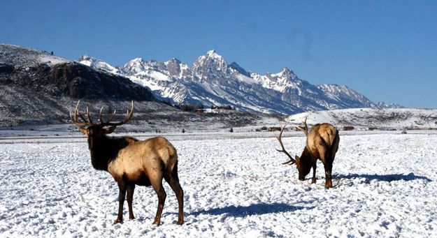 Teton Elk. Photo by Pam McCulloch, Pinedale Online.