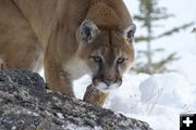 Mountain Lion. Photo by Cat Urbigkit, Pinedale Online.