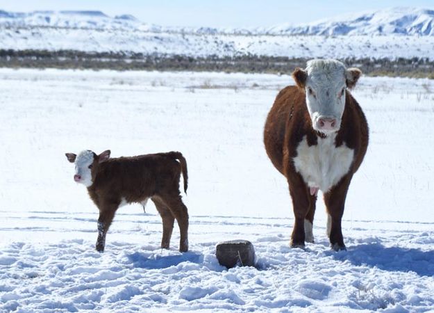 Early Calf. Photo by Cat Urbigkit.