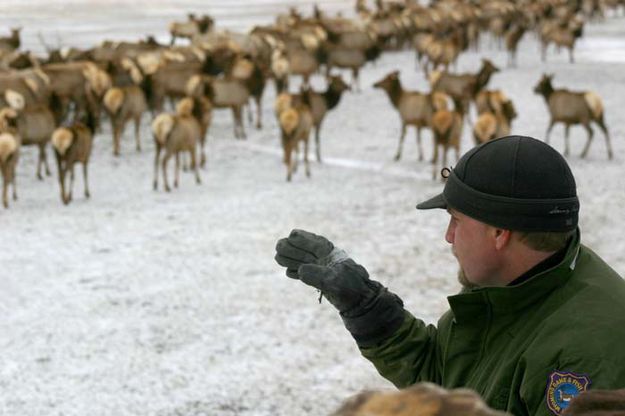 Jackson Elk Count. Photo by Mark Gocke, WGFD.