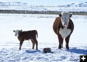 Early Calf. Photo by Cat Urbigkit.