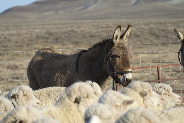 Penned. Photo by Cat Urbigkit.